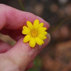 Croptilon hookerianum graniticum