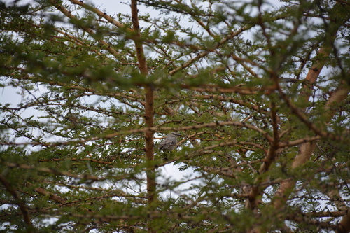 Bradornis microrhynchus