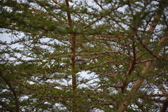 Bradornis microrhynchus