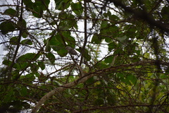 Bradornis microrhynchus