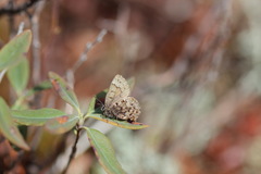 Callophrys lanoraieensis