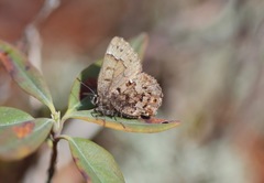 Callophrys lanoraieensis