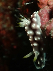 Goniobranchus geometricus