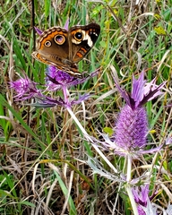 Junonia coenia