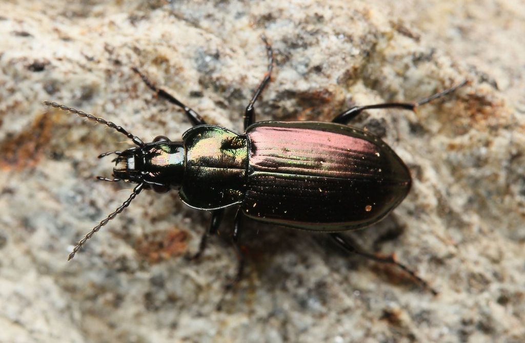 Pterostichus aeneocupreus