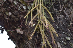 Rhipsalis floccosa