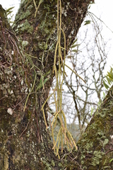 Rhipsalis floccosa