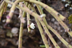 Rhipsalis floccosa