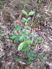Cyclophyllum