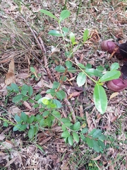 Cyclophyllum
