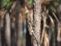 Pipilo erythrophthalmus alleni
