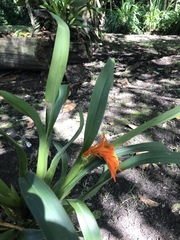 Brassia aurantiaca