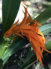 Brassia aurantiaca