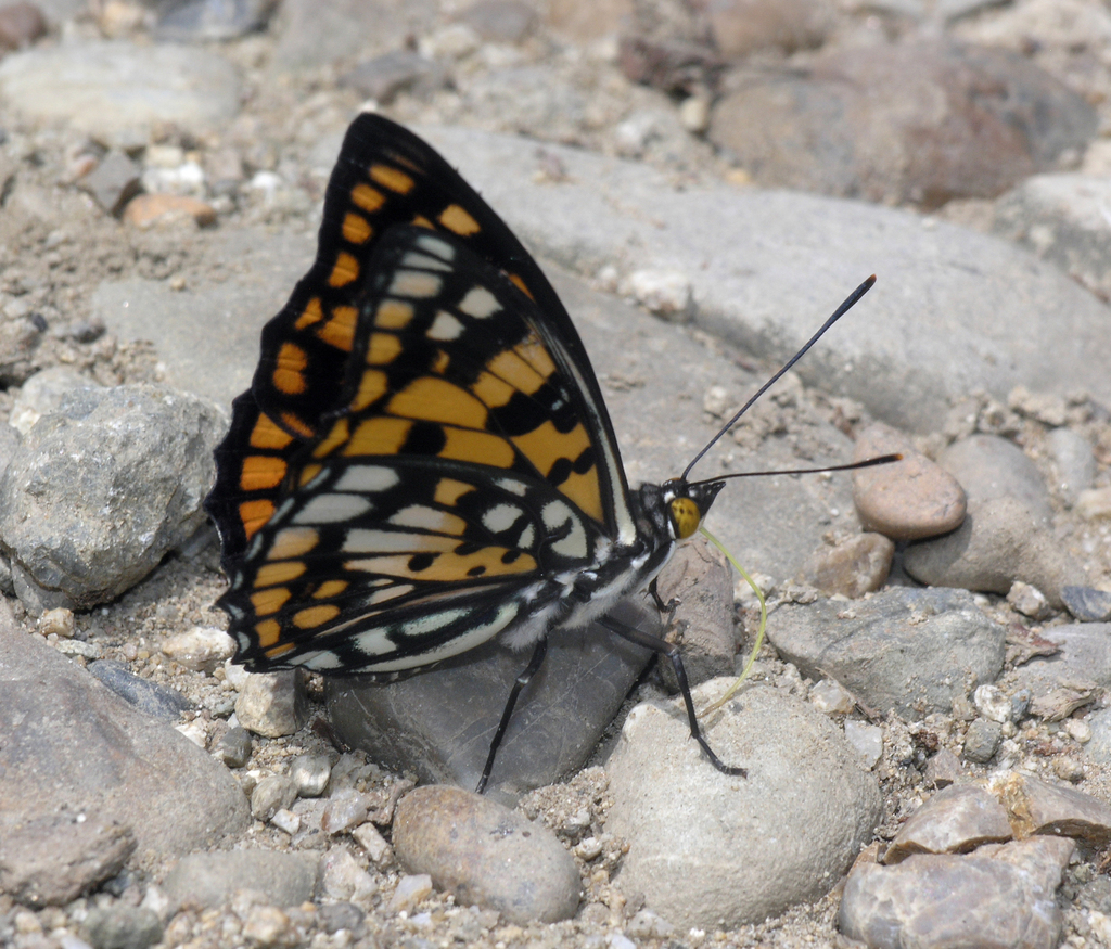 Sephisa princeps
