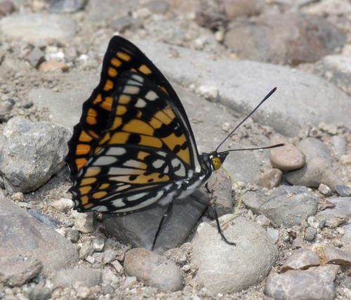 Sephisa princeps