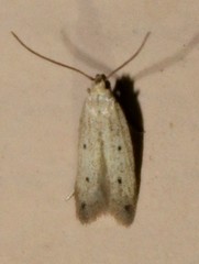 Numata bipunctella