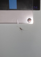 Scutigera coleoptrata