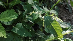 Petiveria alliacea