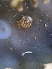 Gastrodontidae
