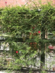 Ipomoea × multifida