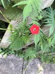 Ipomoea × multifida