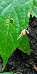Petalochlamys nitidus