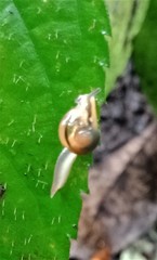 Petalochlamys nitidus