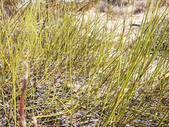 Ephedra californica