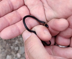 Diadophis punctatus similis