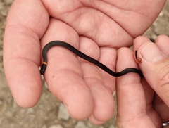 Diadophis punctatus similis