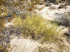 Ephedra californica