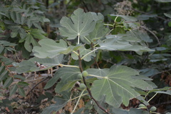 Ficus carica