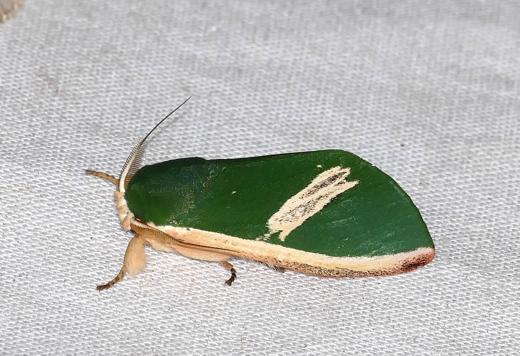 Moresa costalis