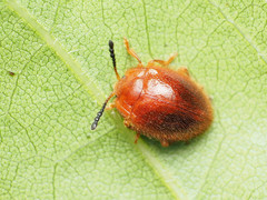 Stenotarsus blatchleyi