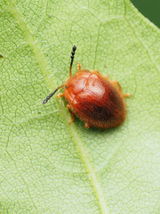 Stenotarsus blatchleyi