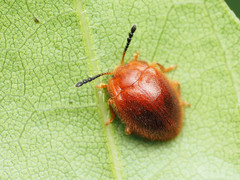 Stenotarsus blatchleyi