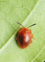 Stenotarsus blatchleyi