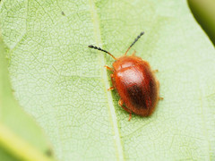 Stenotarsus blatchleyi