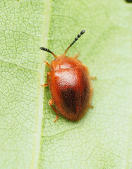 Stenotarsus blatchleyi