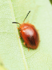 Stenotarsus blatchleyi