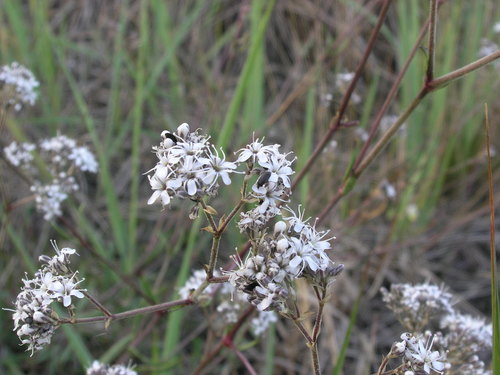 Image of Gypsophila fastigiata by (c) Oleksii Vasyliuk, some rights reserved (CC BY)
