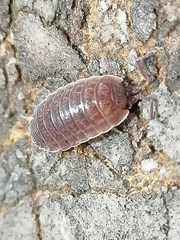 Lucasioides altaicus