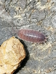 Lucasioides altaicus