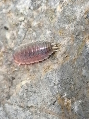 Lucasioides altaicus