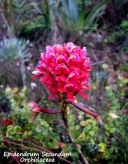 Epidendrum holstii
