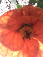 Abutilon × hybridum