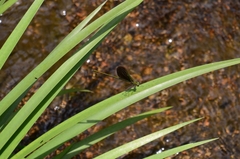 Neurobasis chinensis