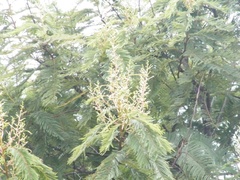 Leucaena esculenta