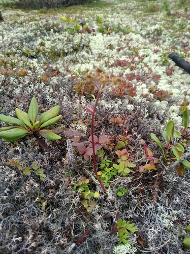 Tilingia ajanensis iNat (3)
