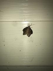 Perispasta caeculalis